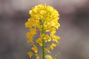 Field of yellow rape blossoms, close-up. Spring background.