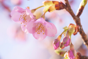  cherry blossom tree in springtime with bokeh and sunny lights