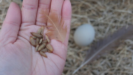 동애등에 Black soldier fly larva 애벌레 유충 