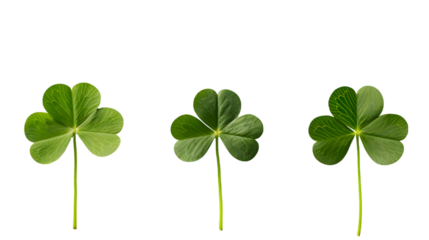 three-leaf and four-leaf clover in a row isolated on transparent background
