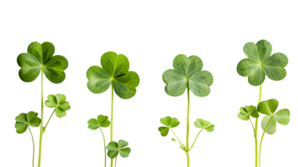 three-leaf and four-leaf clover in a row isolated on transparent background