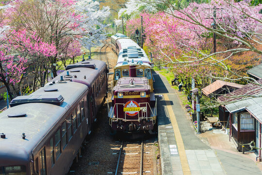 Gunma, Japan - March 29, 2023 - Watarase Keikoku Railway at Godo station in spring with pink and red blossom trees blooming along the railway tracks.