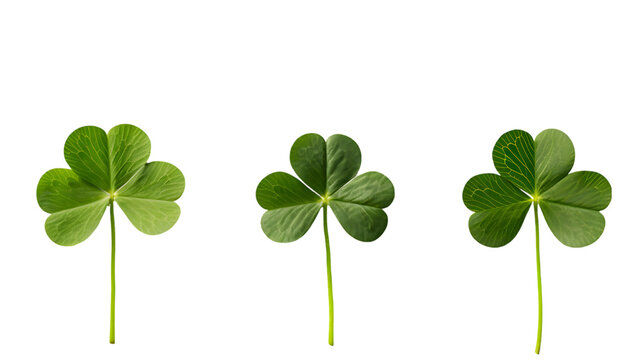 three-leaf and four-leaf clover in a row isolated on transparent background