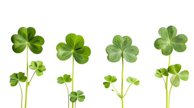 three-leaf and four-leaf clover in a row isolated on transparent background