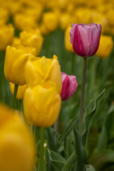 Pink tulips