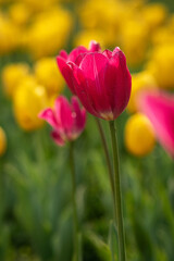 Purple tulip closeup