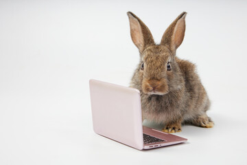 intelligent rabbit using laptop computer for work, isolated on white background © offsuperphoto