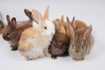 portrait group of baby rabbits isolated on white background