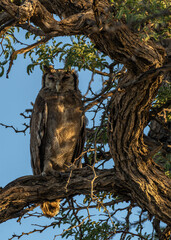 Cape eagle-owl on the branch of an acacia tree - 752004811