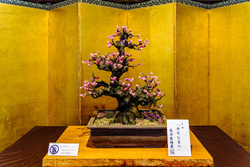 京都、建仁寺の梅の盆栽