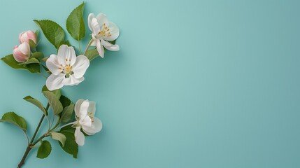 Fototapeta premium apple flowers on a blue background