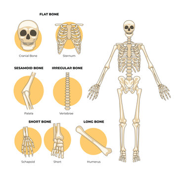 Types of human bones, types of bones, Labeled anatomical skeleton set scheme poster, with flat bone, cranial bone, sternum bone, patela, vertebrate, schapoid, short, humerus. vector illustration.