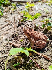 Brown Ferguson's Toad (Bufo Fergusonii)- the Frog