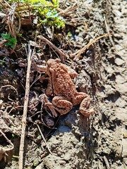 Brown Ferguson's Toad (Bufo Fergusonii)- the Frog