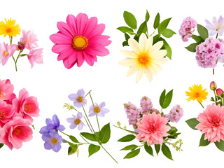 Set of different beautiful flowers on transparent background.