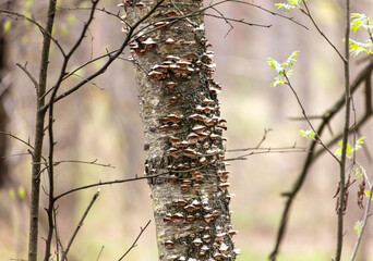 Mushrooms grow on a tree trunk in the forest