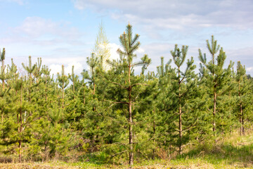 Young pine trees in the forest as a background - 752012672