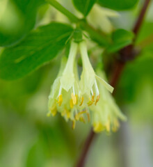 Honeysuckle flower in nature. Macro