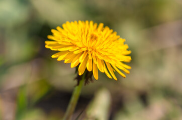 Yellow dandelion flowers in nature in spring