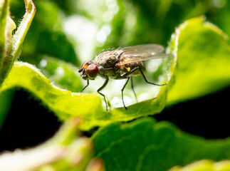 Portrait of a fly on a green leaf. Macro