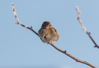 Sparrows on snowy tree branches in winter