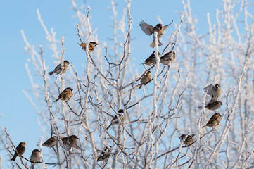 Sparrows on snowy tree branches in winter