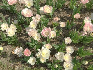 Obraz na płótnie Canvas チューリップの花