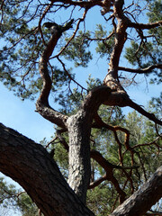 Coniferous forest in Graal-Müritz (Germany)
