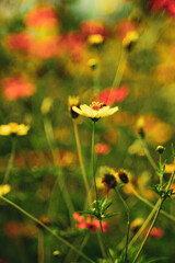 Cosmos sulphureus is a species of flowering plant in the sunflower family Asteraceae,Background Work For Designer
By Gallery of Gazes,View of honey bee and yellow Cosmos flower 