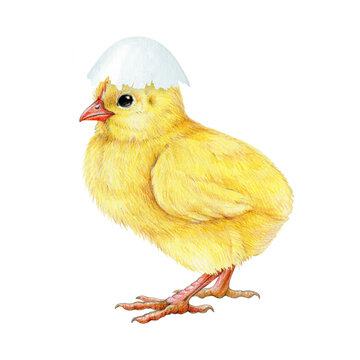 Funny small chick with cracked egg shell on the head. Watercolor painted illustration. Hand drawn tiny fluffy chicken hatched from the egg. Funny chick farm bird element on white background