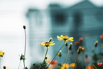 Cosmos sulphureus is a species of flowering plant in the sunflower family Asteraceae,Background...