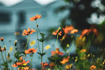Cosmos sulphureus is a species of flowering plant in the sunflower family Asteraceae,Background Work For Designer
By Gallery of Gazes,View of honey bee and yellow Cosmos flower 