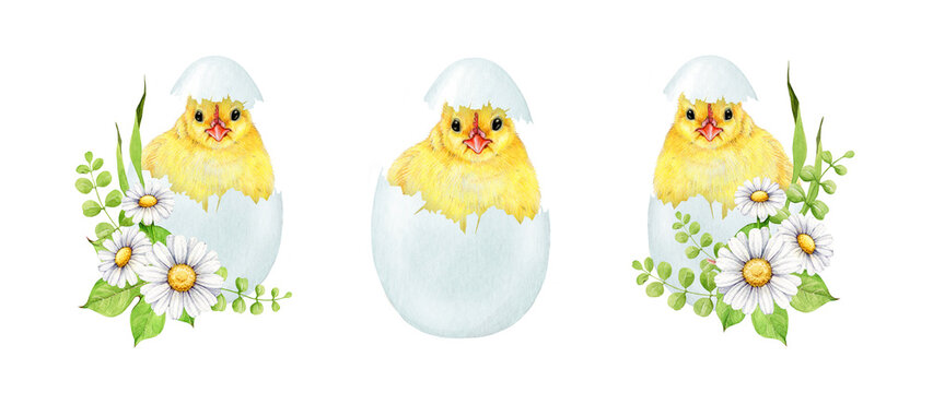 Cute chick in cracked egg shell with flower decor set. Watercolor painted illustration. Hand drawn small fluffy chicken hatched from the egg with spring garden flowers collection. White background