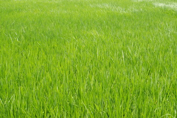 Green rice field background. Green grass texture. 