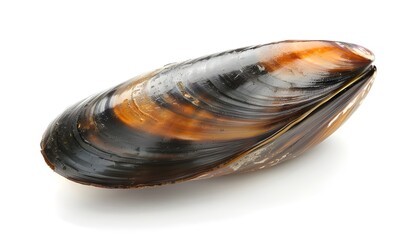 One whole fresh shiny mussel on white background