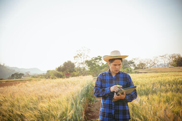 Agriculture. A farmer with a tablet walks across a wheat field in the glare of the sun. Agronomist working in rural area at sunset Bread production in the farm garden planting green wheat plants