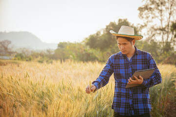 Agriculture. A farmer with a tablet walks across a wheat field in the glare of the sun. Agronomist working in rural area at sunset Bread production in the farm garden planting green wheat plants