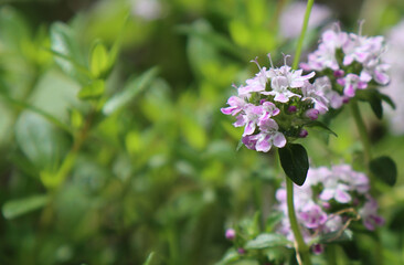 Flowering thyme plant.