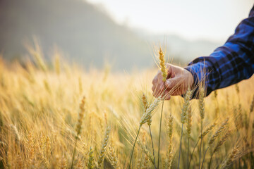 Close-up of modern farmer's hand holding green wheat ears in the field. Ripe ears. Man walking in wheat field at sunrise. By touching a green wheat ear with his hand Agricultural business
