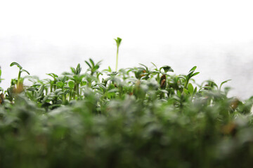 Microgreens watercress. Cress seedlings. Growing microgreen sprouts. Photo with selective focus....