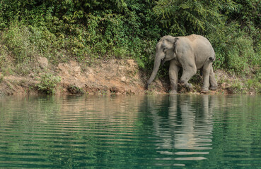 Wild elephants come to drink water in the stream.