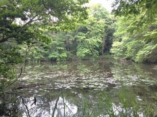 池ののどかな自然の風景