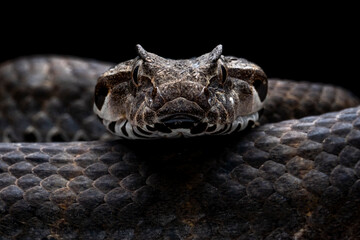 The Death Adder snake (Acanthophis antarticus) native to Australia, is known as one of the most...