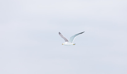 Fototapeta na wymiar A black-tailed gull gliding in the sky. Larus crassirostris
