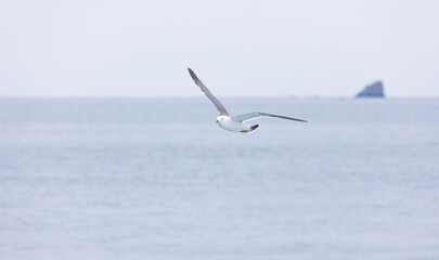 A black-tailed gull gliding in the sky. Larus crassirostris