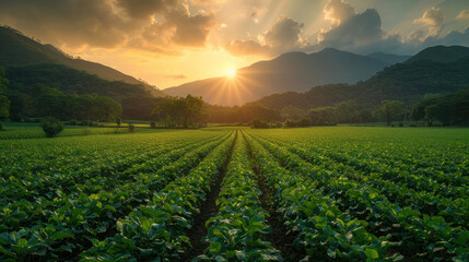 Green tobacco fields surrounded by mountains at sunrise, Tobacco field. - obrazy, fototapety, plakaty