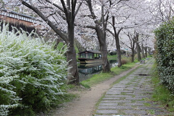京都　伏見　桜並木と遊歩道