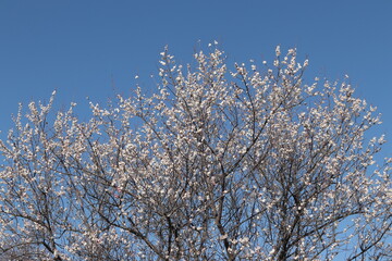 京都府城陽市　青谷の白梅