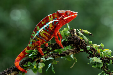 Amazing red color of Panther Chameleon Ambilobe (Furcifer pardalis).