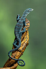 Blue Tree Monitor or Varanus macraei, is a species of monitor lizard found on the island of Batanta, Papua, Indonesia. 